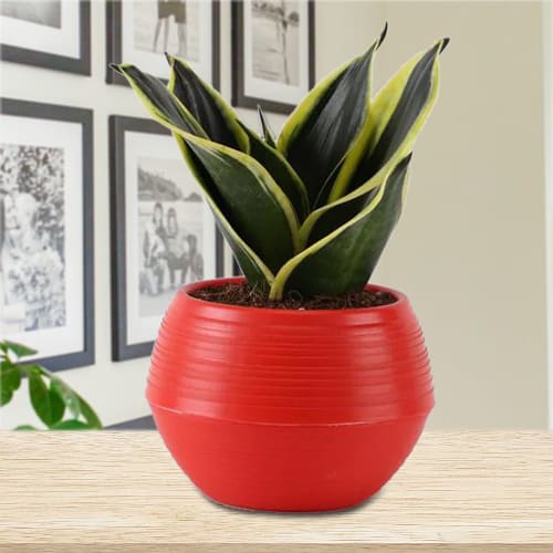 Auspicious Milt Sansevieria Indoor Plant in a Plastic Pot