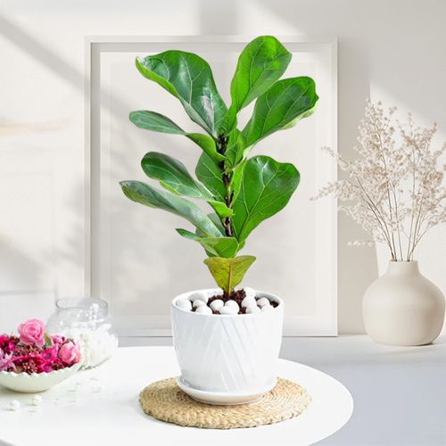 Exotic Fiddle Leaf Fig Plant Gift