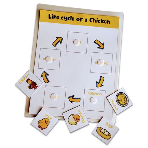 Fun Filled Life Cycle Exploration Kit